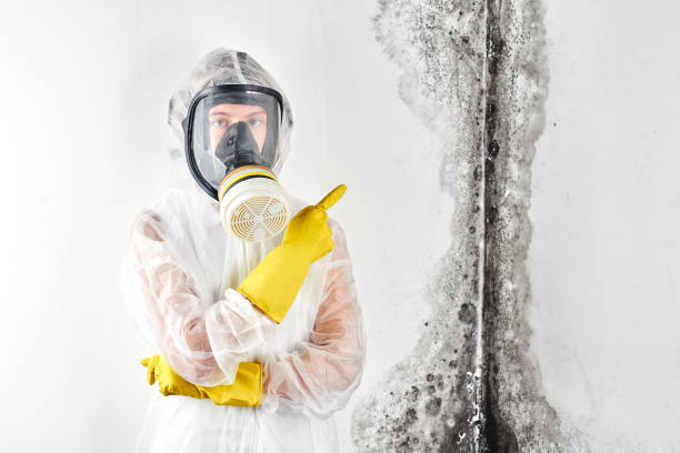 Reliable Hillsborough, NJ Mold Removal & Remediation Solutions